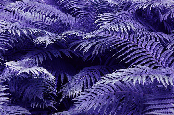 紫色的树叶蕨类植物雨滴热带前视图平躺自然背景特写镜头叶子莉莉谷蕨类植物