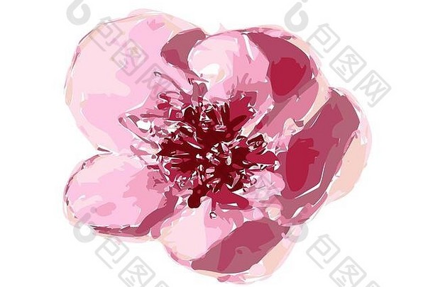 插图美丽的温柔的粉红色的空间花孤立的白色背景单樱桃花朵合适的独特的安排