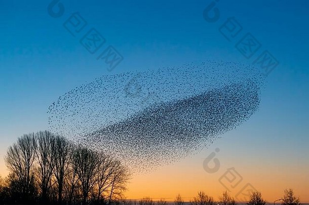 美丽的大群欧掠鸟斯图努斯寻常的格尔德马尔森荷兰欧掠鸟聚集巨大的云燕八哥淙淙声