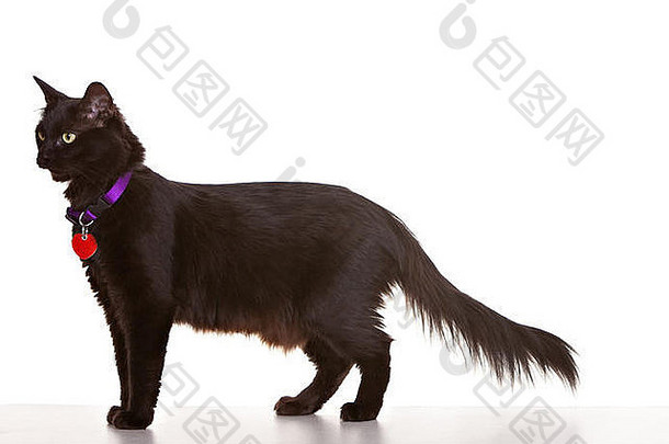 成人黑色的猫白色背景穿标签colar