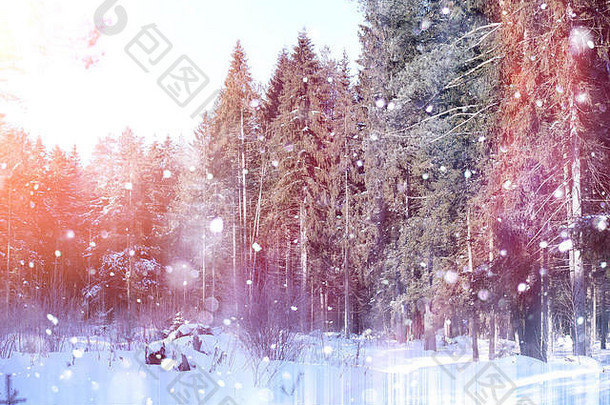 冬天森林阳光明媚的一天景观森林雪早....一年冬天森林