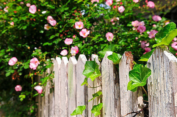 花园栅栏盛开的玫瑰艾薇