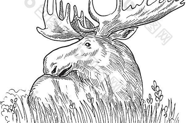 手勾勒出画插图驼鹿常见的欧洲每黑色的白色