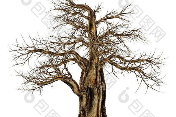 Baobab树叶子adansoniadigitata孤立的白色背景渲染