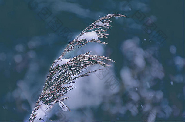 长草覆盖雪冬天林地韦斯特波特湖斯托克城特伦特曼联王国自然摘要