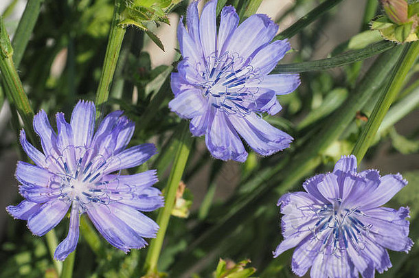 常见的菊苣cichoriumIntybus花花朵一般被称为蓝色的水手菊苣<strong>咖啡</strong>杂草菊苣培养Herbal<strong>咖啡</strong>喝