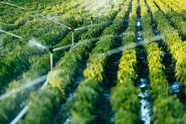 灌溉系统函数浇水agriculutural植物
