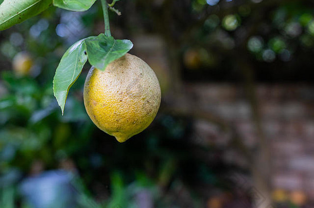 单有机黄色的柠檬日益增长的柠檬树后院花园有机素食主义者植物基于浪费生活方式
