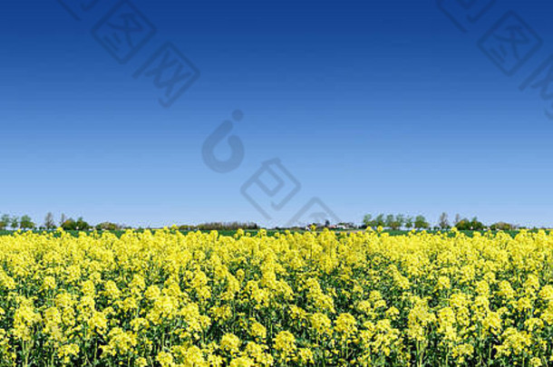 田园景观黄色的油菜花字段蓝色的天空背景