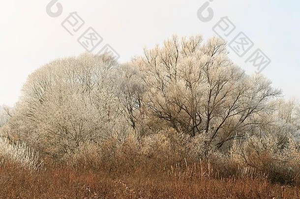 树覆盖白霜雾11月