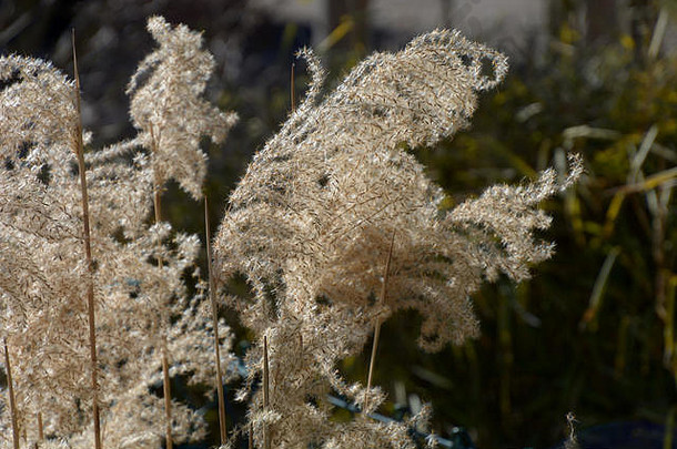 金观赏草卡尔福斯特把棕色（的）干茎干菖蒲acutiflora卡尔福斯特把晚些时候冬天种子
