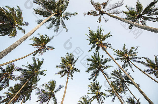 背景高棕榈树清晰的蓝色的天空空的地方复制空间