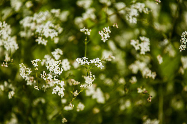 美丽的白色小花自然栖息地夏天草地
