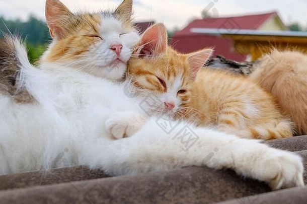 毛茸茸的多色的妈妈猫轻轻拥抱红色的小猫家庭猫睡觉屋顶在户外多云的一天父母的爱动物