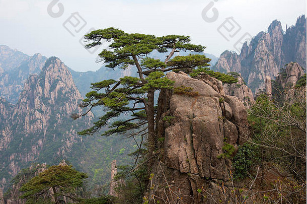 孤独的松树岩石前有雾的谷背景黄色的山中国