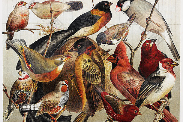 古董画代表异国情调的笼子里鸟结束世纪
