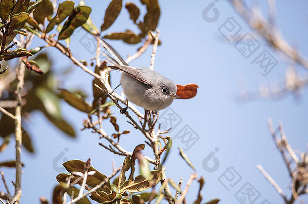 灰色猫鹊杜梅泰拉有害无益栖息树那不勒斯佛罗里达冬天