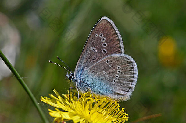 常见的蓝色的蝴蝶