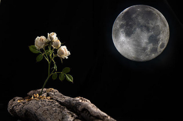 精致的白色玫瑰花站一块海滩木倾斜月亮黑色的背景木提出空间