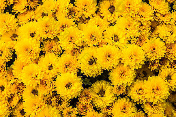 黄色的花背景图像