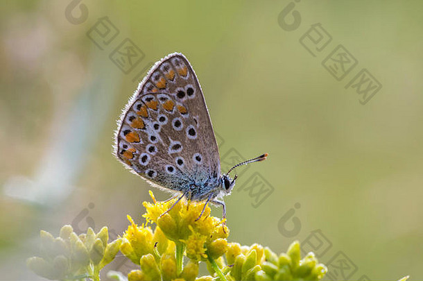 常见的蓝色的蝴蝶polyommatus伊卡洛斯