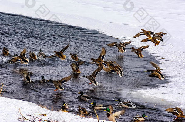 野生鸭子越冬彼得堡neva河访问海岸人