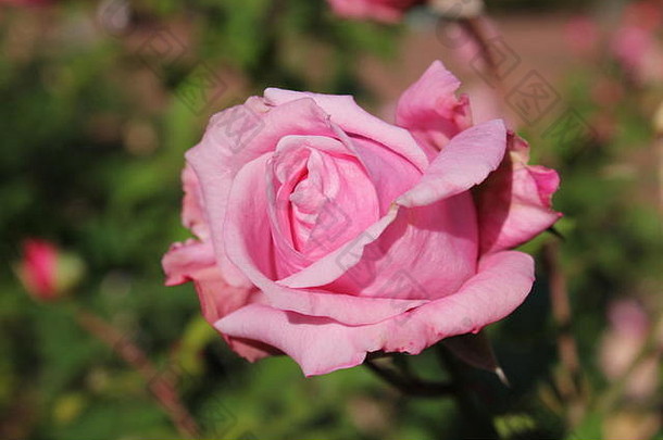 完美的夏天粉红色的玫瑰开花