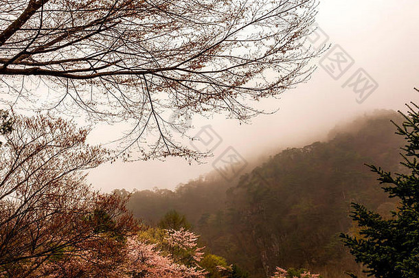 多雾的一天山釜山南韩国