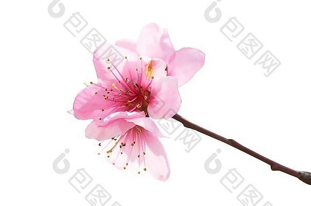 杏仁粉红色的花孤立的白色宏拍摄