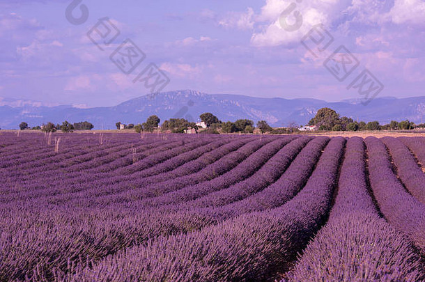 levender场紫色的芳香花瓦朗索普罗旺斯法国