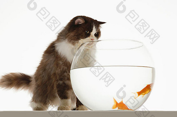 猫金鱼鱼缸前面视图