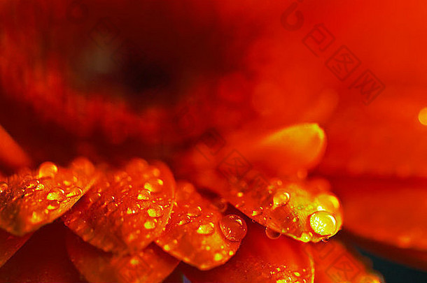 特写镜头图像水滴集红色的橙色花花瓣