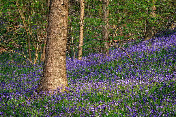 美丽的春天森林地毯蓝铃花
