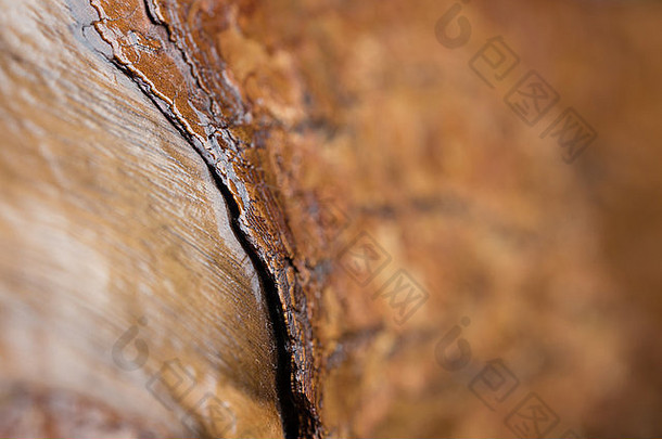 宏拍摄染色树皮一块木减少完整的日志艺术模糊