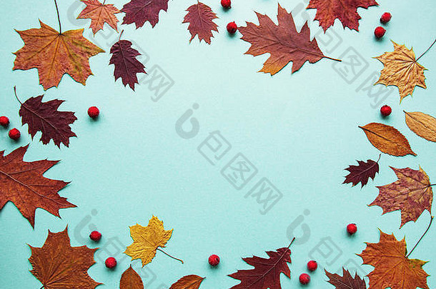 秋天作文框架使棉花花干叶子光蓝色的背景秋天秋天概念平躺前视图复制空间