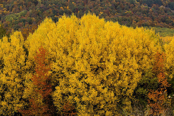 诗意的秋天环境周期生活概念树树冠覆盖小叶子阳光明媚的黄色的颜色火壁炉架