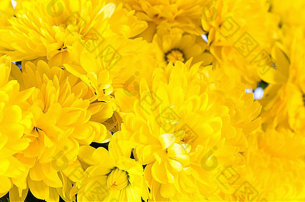 美丽的黄色的菊花花秋天生动的背景