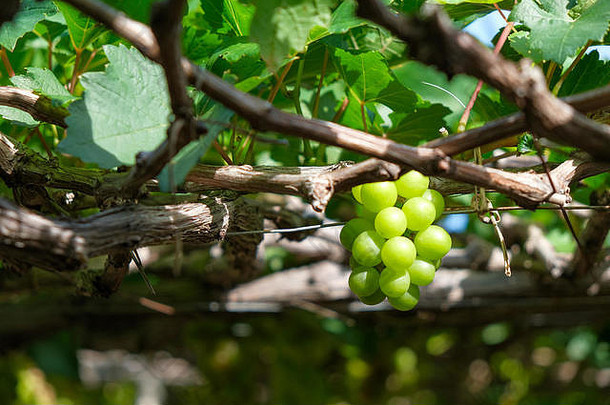 葡萄树股票照片图像群新鲜的绿色葡萄水果他来了绿色叶葡萄园潘朗越南