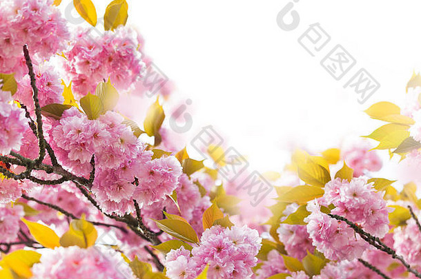 樱桃开花春天美丽的粉红色的花