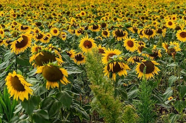 向日葵场阳光太阳大黄色的花日益增长的一边一边培养即将到来的收成