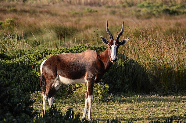 bontebok羚羊站芬博斯南部非洲
