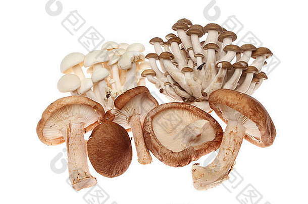 集团异国情调的可食用的蘑菇孤立的白色
