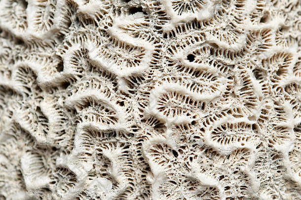 纹理形成细节珊瑚