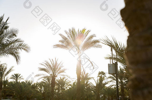 日落海滩棕榈树美丽的天空景观效果古董