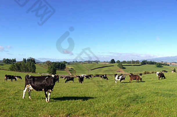 乳制品牛围场新西兰