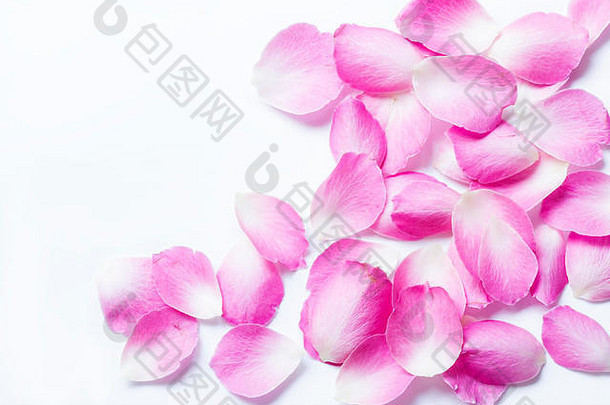 粉红色的玫瑰花瓣白色背景