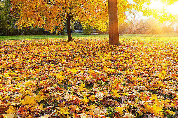 阳光明媚的秋天树叶