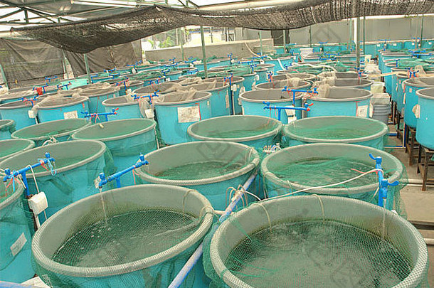 农业水产养殖水系统农场