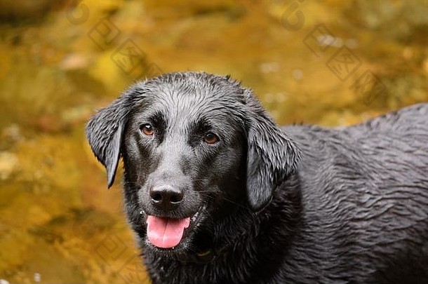 肖像湿黑色的拉布拉多寻回犬站河