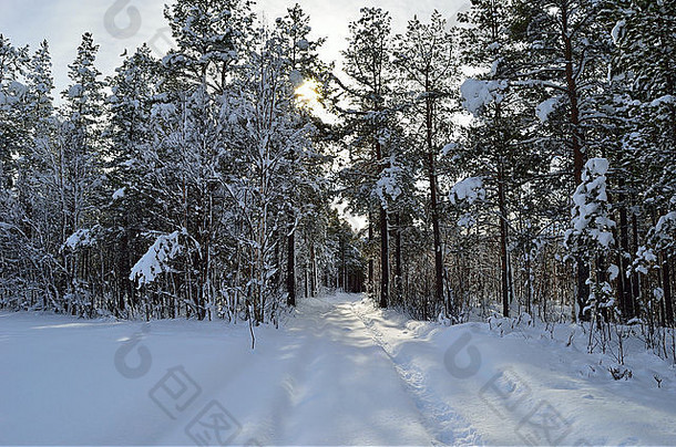 阳光明媚的雪松树森林小雪森林路
